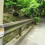 公孫樹の木 - 「さわやか鳴水館」の駐車場に、このお店の駐車場も確保されています