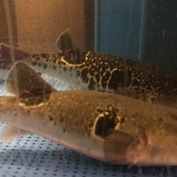 とらふぐ亭 新宿別館 - 