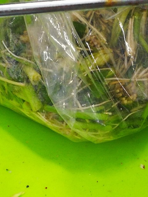 洸洋 - 石巻市その他（海鮮）の写真