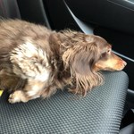 スターバックスコーヒー - 帰りはぐったり