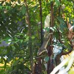 Raming Tea House Siam Celadon - 店内