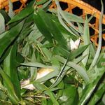 山里料理 葡萄屋 - 鮎は籠に入ってきました