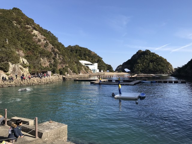 太地町立くじらの博物馆 ミュージアムショップ - 自然プールのイルカ