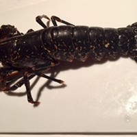 中国飯店 琥珀宮 - オマールは二人で1尾