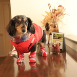 プチホテル・フットルース - ３枚重ねのワンコ～靴下も♪