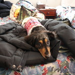 プチホテル・フットルース - ワンコと一緒に♪