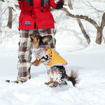 プチホテル・フットルース - ワンコの大ジャンプ♪