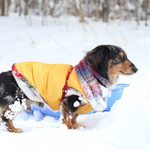 プチホテル・フットルース - ワンコと一緒に♪