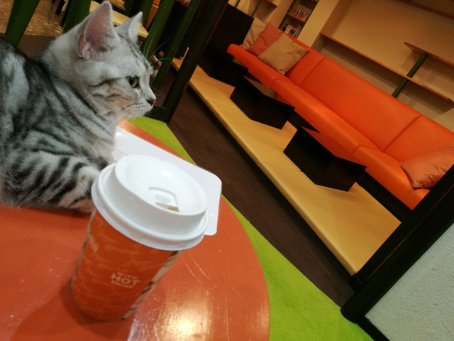 Cat Cafe Kokone