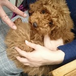 すき焼･鍋物 なべや - ひめ！かわいすぎるぞ！チョキ、また、入ってるわ！