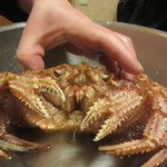 こなす - 生きている毛ガニ