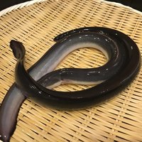 入谷鬼子母神門前のだや - 