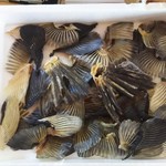 海さくら - 河豚ヒレ？だよね？