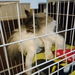 珈琲館 まつ川 - 