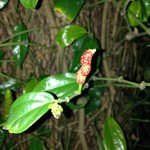 森の賢者 - 店前の自生ヒバーチ(熟)