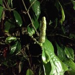 森の賢者 - 店前の自生ヒバーチ