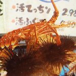 呑んごろ - 魚以外でも沢山の魚介類があります。