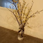 鮨 おくの - 春らしい「さんしゅ」の木