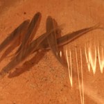 銀座 しのはら - 活きモロコ