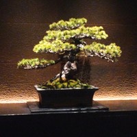 中目黒いぐち 上ル - 五葉松