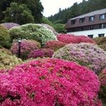 ヴェル・ボワ - 見ごろのつつじ庭園☆