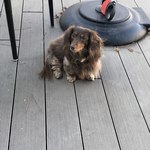 スターバックスコーヒー - 