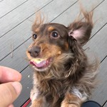 スターバックスコーヒー - ヘアをなびかせて