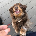 スターバックスコーヒー - 野性が・・・