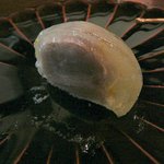 柚子わらび断面★2011/5