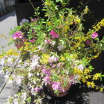 Bekkan Akaneya Akaneya Coffee Ten Shop - お店脇の花