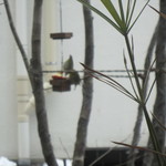 カフェ アンセルモ - メジロ2羽が来ました