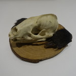 ラチュレ - 穴熊