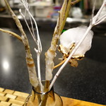 セララバアド - 樹氷　コットン