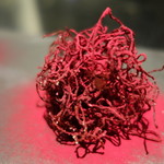 セララバアド - 毛玉　ビーツ