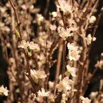 仙台牛と和風個室 すていき小次郎 - 