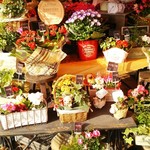 フランシーズ - 