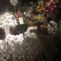 はっこく - 