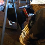 とんちゃん巡回中