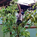 Kuranda Home Made Tropical Fruit Ice Cream - 