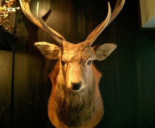 またぎ - 店内には鹿などの剥製も飾っております。