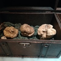 マルゴット エ バッチャーレ - 