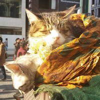 鳥と手打ち蕎麦 とり数寄 東急プラザ銀座店 - この日はポカポカ。猫ちゃんも気持ち良さそう❤