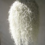 Ode - 店の前にぶら下がっている地衣類