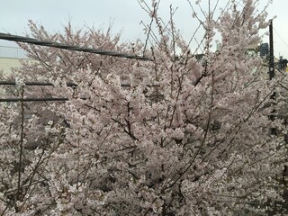 Di mare - 桜
