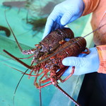 黒潮ダイニング - 伊勢海老☆