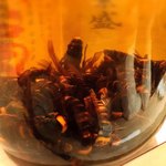 モツの朝立ち - 