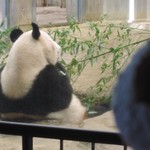 上野動物園 バードソング - シンシンが笹をムシャムシャ食べてる～毛が真っ白できれいだなぁ。ねぇねぇシンシ～ン、こっち向いてよぉ。 