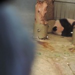 上野動物園 バードソング - あっ、あんなところにシャンシャンが！！