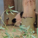 上野動物園 バードソング - ガビ～ン！ね、寝とる・・・残念ながらシャンシャンは奥の木の間で、丸くなって眠っていました。 