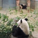 上野動物園 バードソング - う～ん、元気に動いてる姿を見られなかったのは残念だなぁ・・・でもピンク色のシャンシャンを近くで見れて良かったです。パンダがピンク色なのは赤ちゃんの時だけなんだ。お母さんはひたすら笹を食べまくっていました。というわけで、あっという間のシャンシャン観覧でしたー。 